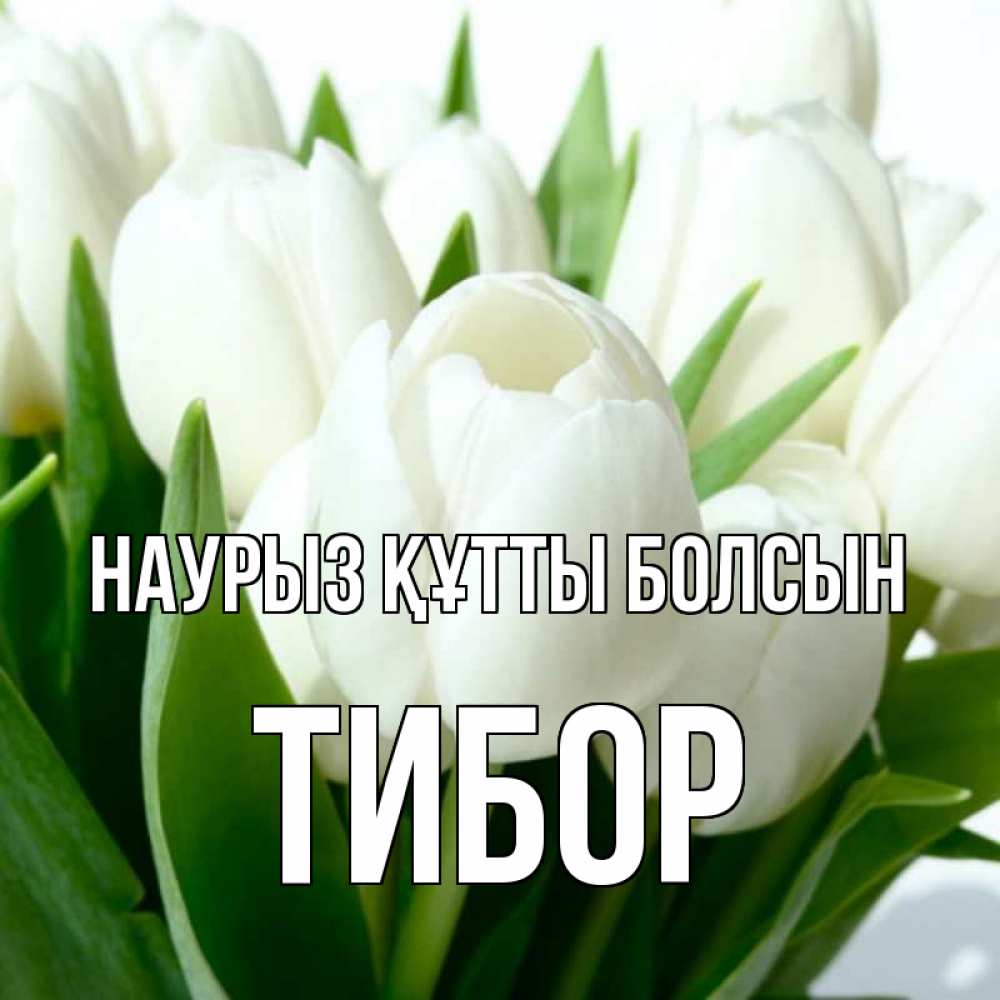 Открытка на каждый день с именем, Тибор Наурыз құтты болсын цветы Прикольная открытка с пожеланием онлайн скачать бесплатно 
