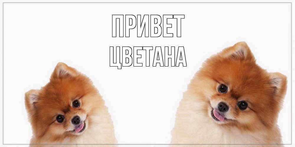 Открытка на каждый день с именем, Цветана Привет привет Прикольная открытка с пожеланием онлайн скачать бесплатно 