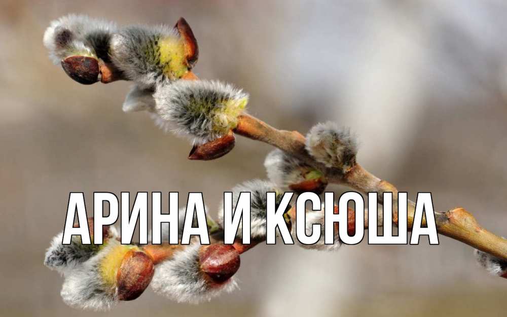 Открытка на каждый день с именем, Арина-и-Ксюша Главная Верба Прикольная открытка с пожеланием онлайн скачать бесплатно 