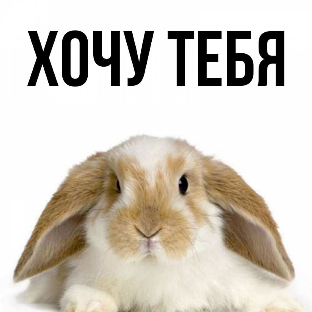 Открытка на каждый день с именем, Хочу-тебя Главная коричнево белый заяц Прикольная открытка с пожеланием онлайн скачать бесплатно 