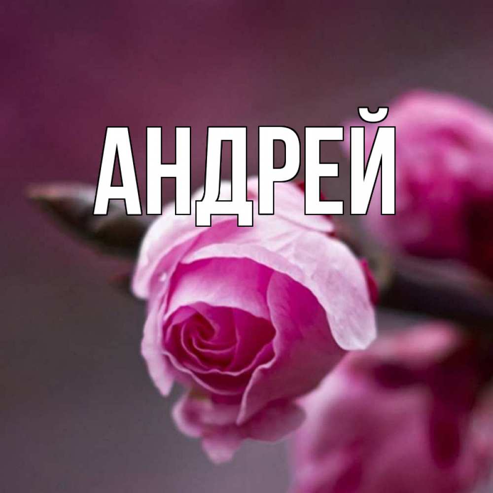 Картинках девушке, открытки с именами андрей