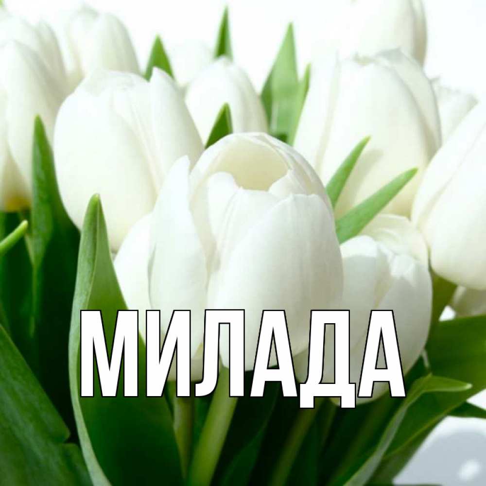 Открытка на каждый день с именем, Милада Главная цветы Прикольная открытка с пожеланием онлайн скачать бесплатно 