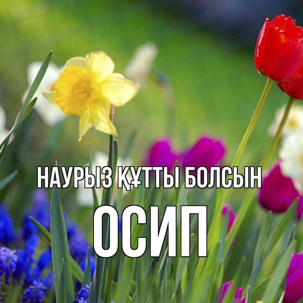 Открытка на каждый день с именем, Осип Наурыз құтты болсын наурыз  3 открытки Прикольная открытка с пожеланием онлайн скачать бесплатно 