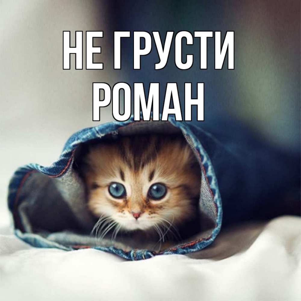 Открытка на каждый день с именем, Роман Не грусти кот в одежде Прикольная открытка с пожеланием онлайн скачать бесплатно 