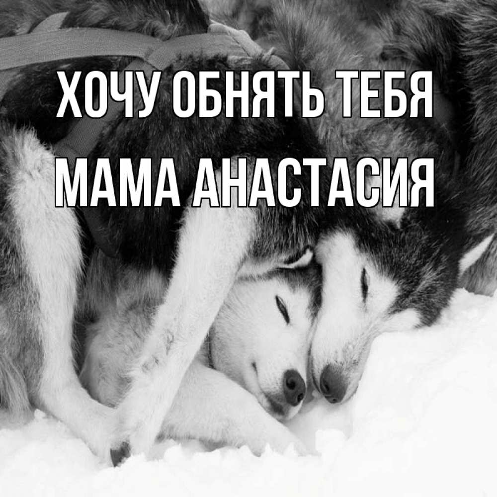 Открытка на каждый день с именем, Мама-Анастасия Хочу обнять тебя собачки в упряжке Прикольная открытка с пожеланием онлайн скачать бесплатно 