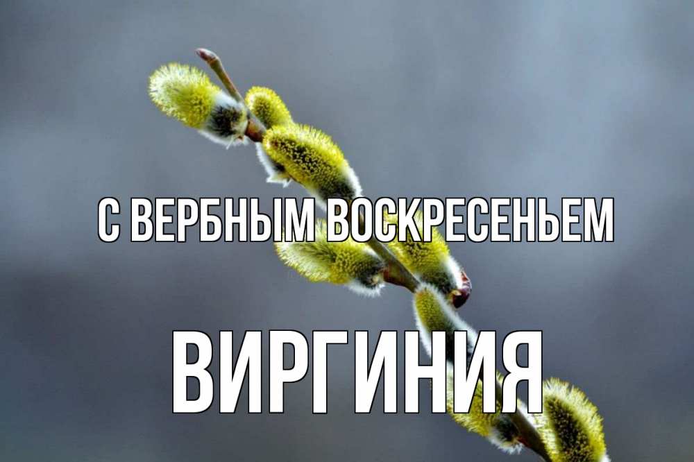 Открытка на каждый день с именем, Виргиния С вербным воскресеньем верба Прикольная открытка с пожеланием онлайн скачать бесплатно 