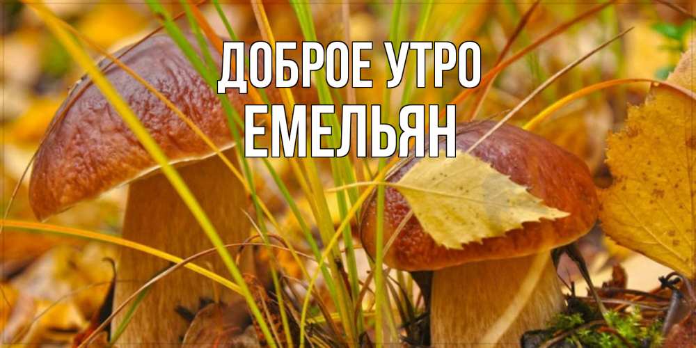 Открытка на каждый день с именем, Емельян Доброе утро осенние грибы Прикольная открытка с пожеланием онлайн скачать бесплатно 