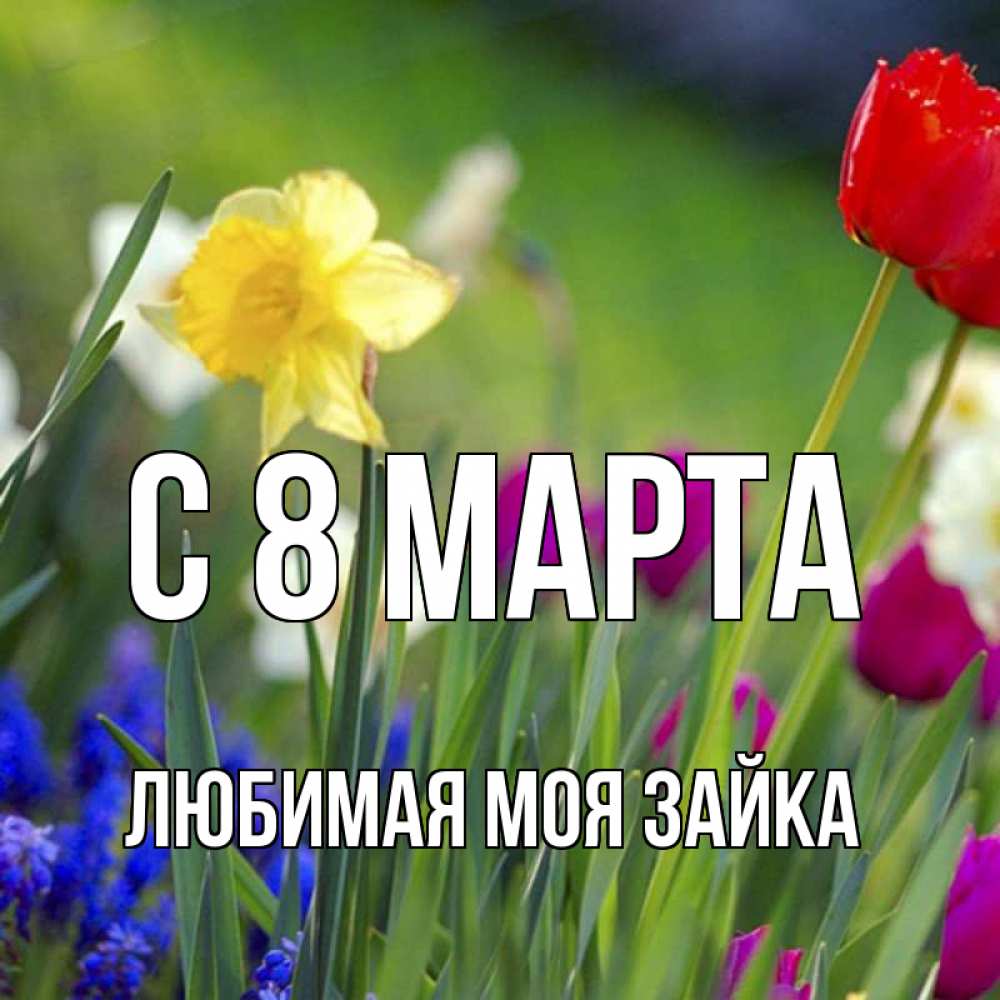 Открытка на каждый день с именем, Любимая-моя-зайка С 8 МАРТА международный женский день 3 Прикольная открытка с пожеланием онлайн скачать бесплатно 