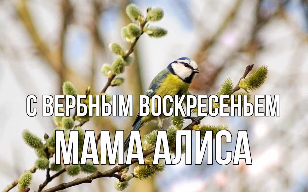 Открытка на каждый день с именем, Мама-Алиса С вербным воскресеньем верба Прикольная открытка с пожеланием онлайн скачать бесплатно 