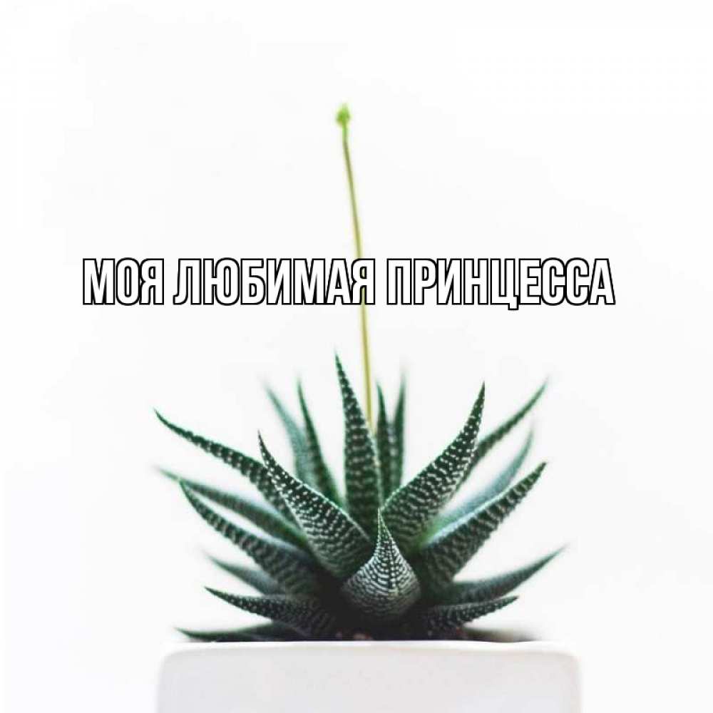 Открытка на каждый день с именем, Моя-Любимая-Принцесса Главная короче это непонятная колючка Прикольная открытка с пожеланием онлайн скачать бесплатно 