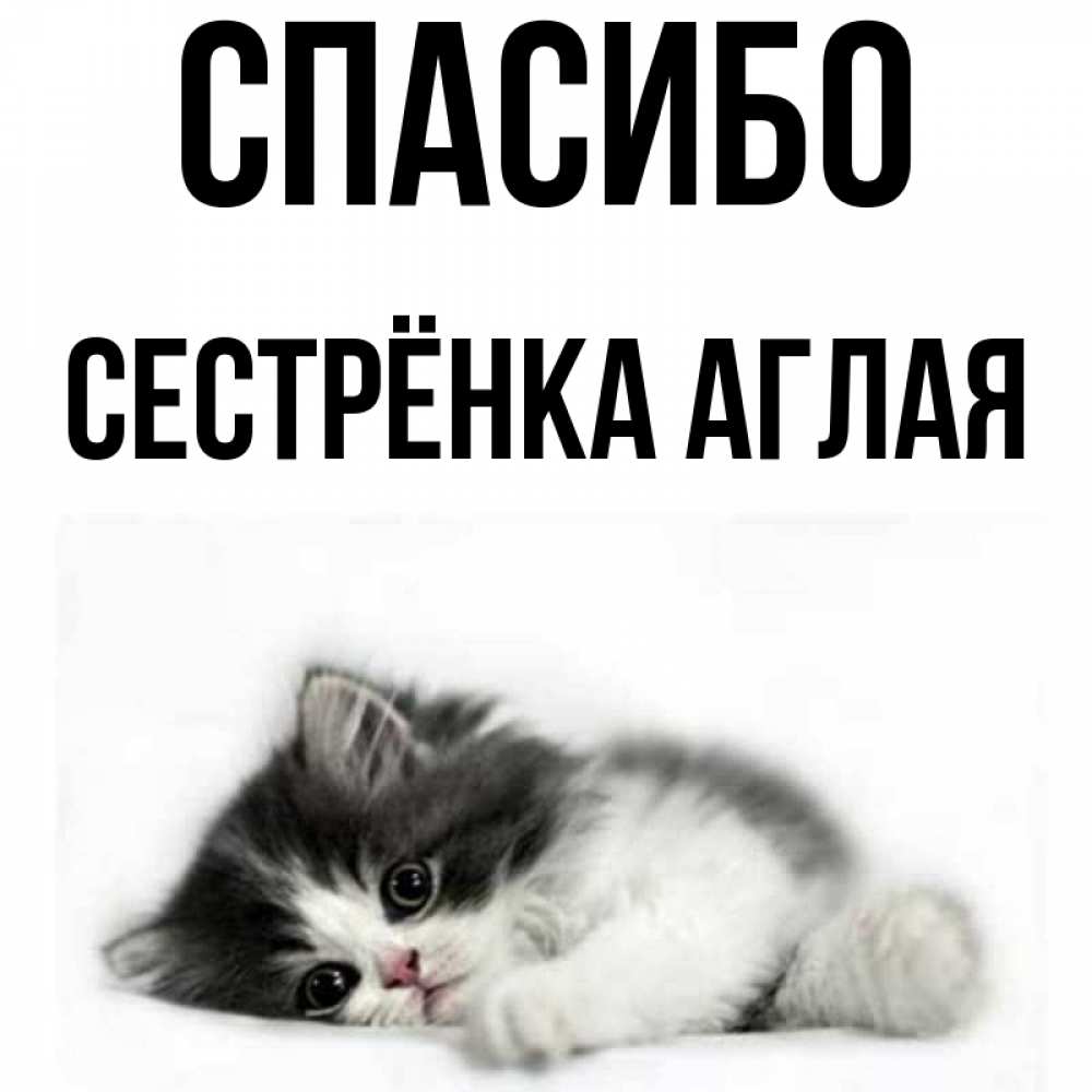 Открытка на каждый день с именем, Сестрёнка-Аглая Спасибо черный и белый кот Прикольная открытка с пожеланием онлайн скачать бесплатно 
