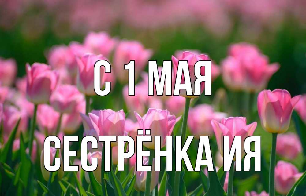 Открытка на каждый день с именем, Сестрёнка-Ия С 1 мая С 1 мая Прикольная открытка с пожеланием онлайн скачать бесплатно 