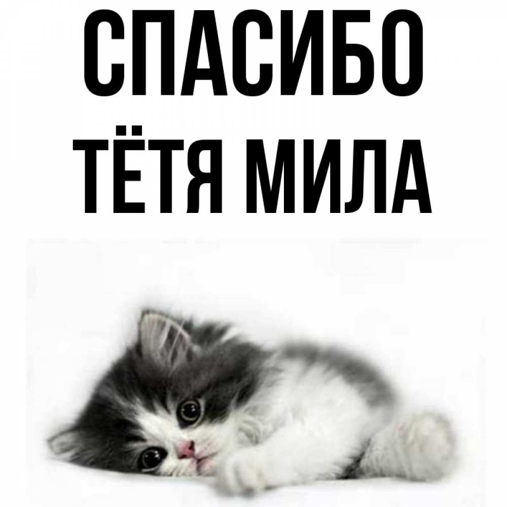Открытка на каждый день с именем, Тётя-Мила Спасибо черный и белый кот Прикольная открытка с пожеланием онлайн скачать бесплатно 