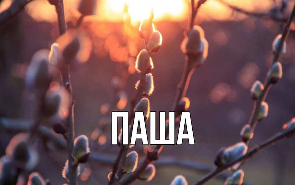 Открытка на каждый день с именем, паша Главная верба Прикольная открытка с пожеланием онлайн скачать бесплатно 