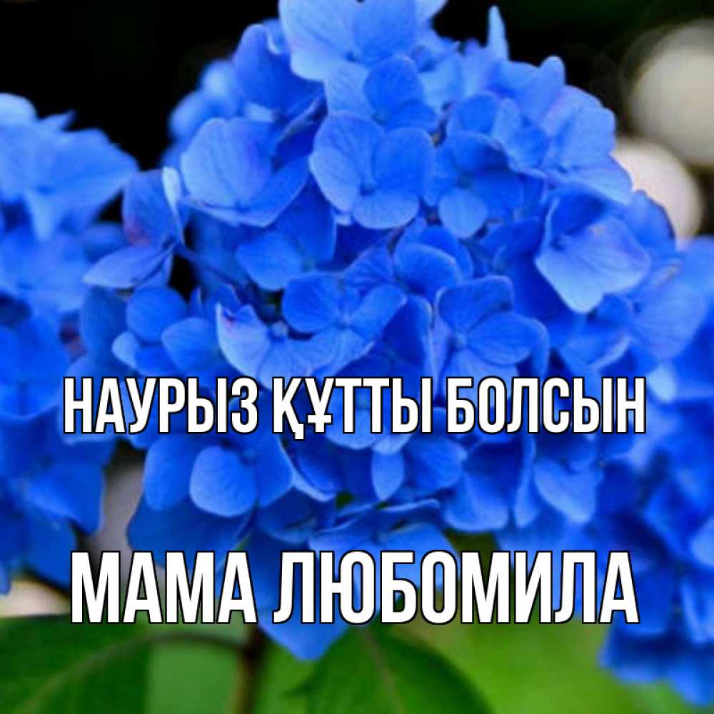 Открытка на каждый день с именем, Мама-Любомила Наурыз құтты болсын синие цветы Прикольная открытка с пожеланием онлайн скачать бесплатно 