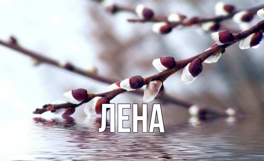 Открытка на каждый день с именем, Лена Главная верба, ручей Прикольная открытка с пожеланием онлайн скачать бесплатно 