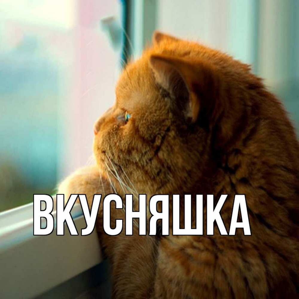 Открытка на каждый день с именем, Вкусняшка Главная большой огромный рыжий котяра Прикольная открытка с пожеланием онлайн скачать бесплатно 