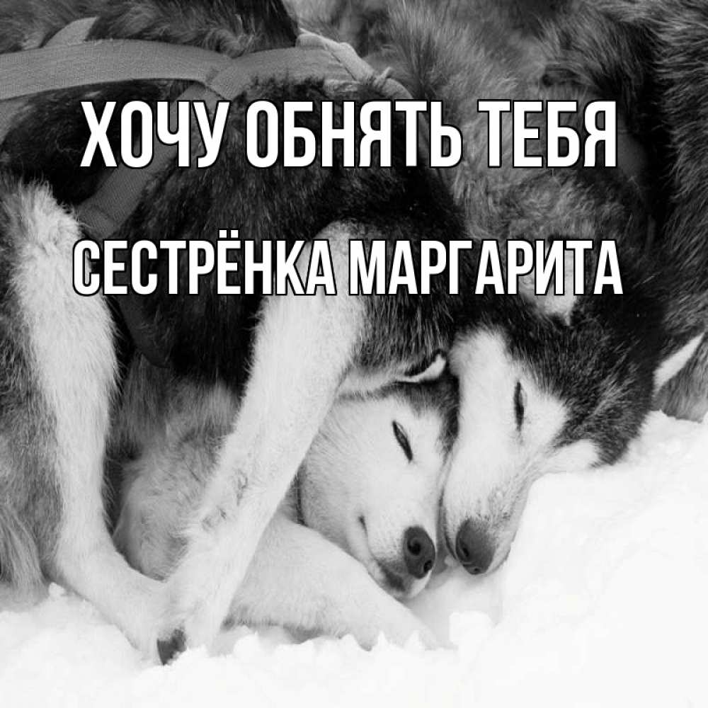 Открытка на каждый день с именем, Сестрёнка-Маргарита Хочу обнять тебя собачки в упряжке Прикольная открытка с пожеланием онлайн скачать бесплатно 