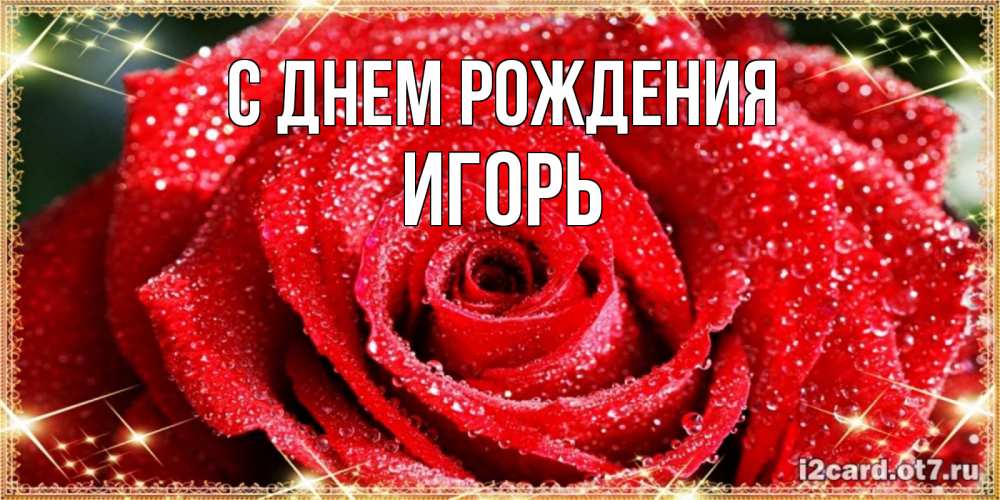 Открытка на каждый день с именем, Игорь С днем рождения роса и роза. открытка с красивой розой Прикольная открытка с пожеланием онлайн скачать бесплатно 