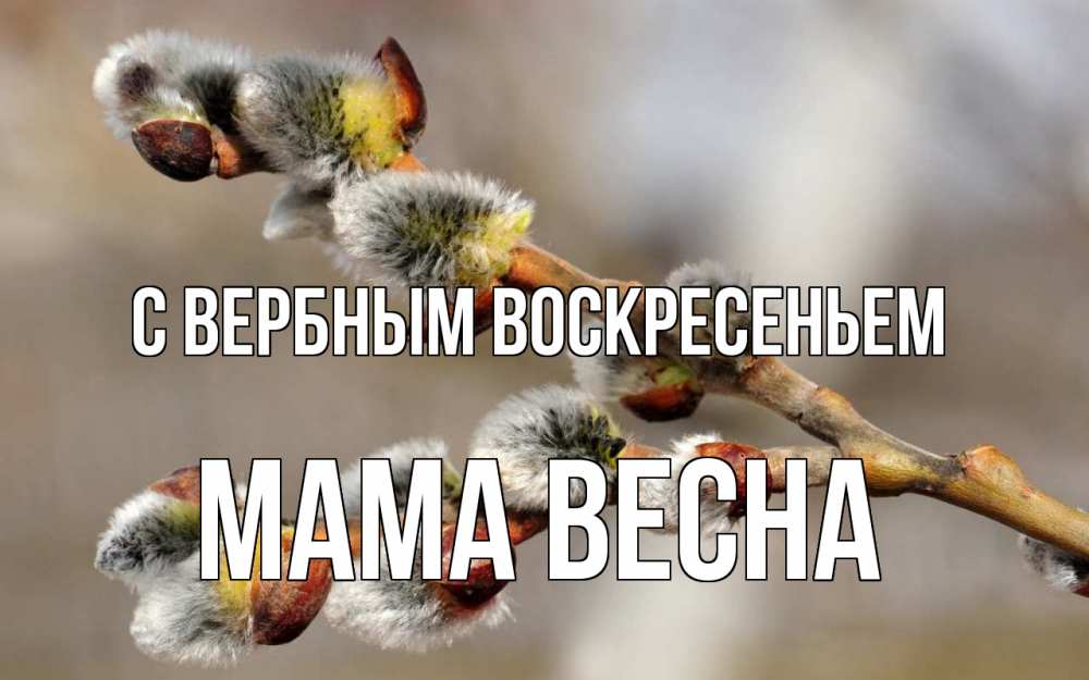 Открытка на каждый день с именем, Мама-Весна С вербным воскресеньем Верба Прикольная открытка с пожеланием онлайн скачать бесплатно 
