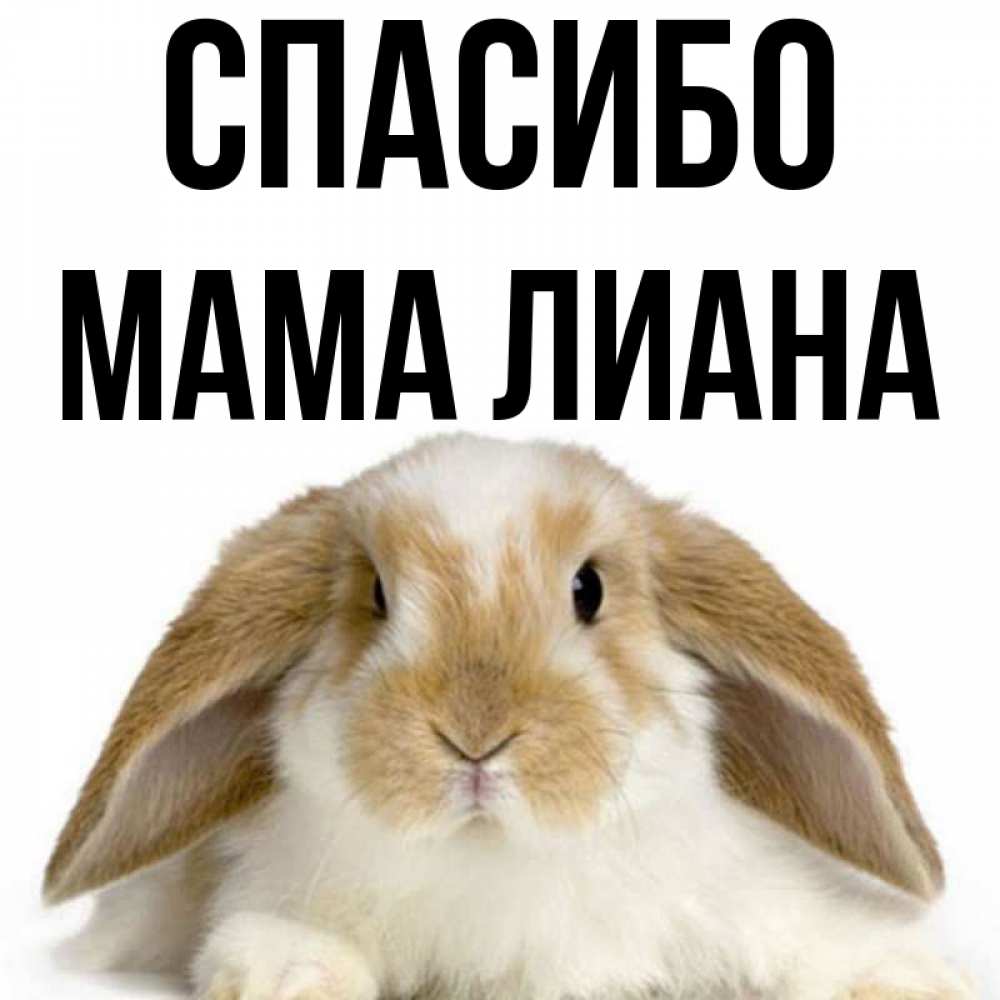 Открытка на каждый день с именем, Мама-Лиана Спасибо коричнево белый заяц Прикольная открытка с пожеланием онлайн скачать бесплатно 