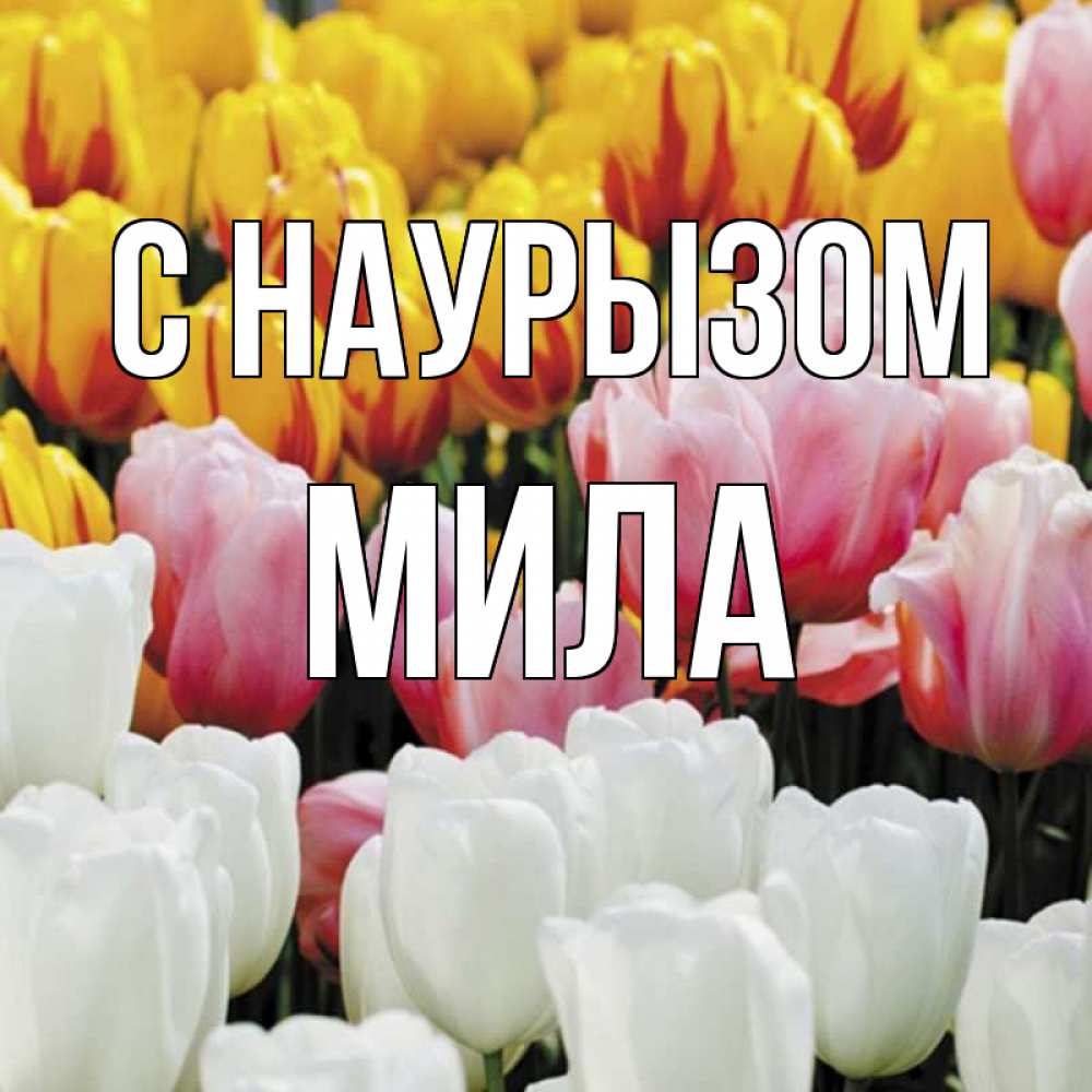 Открытка на каждый день с именем, Мила С наурызом разноцветные цветы Прикольная открытка с пожеланием онлайн скачать бесплатно 