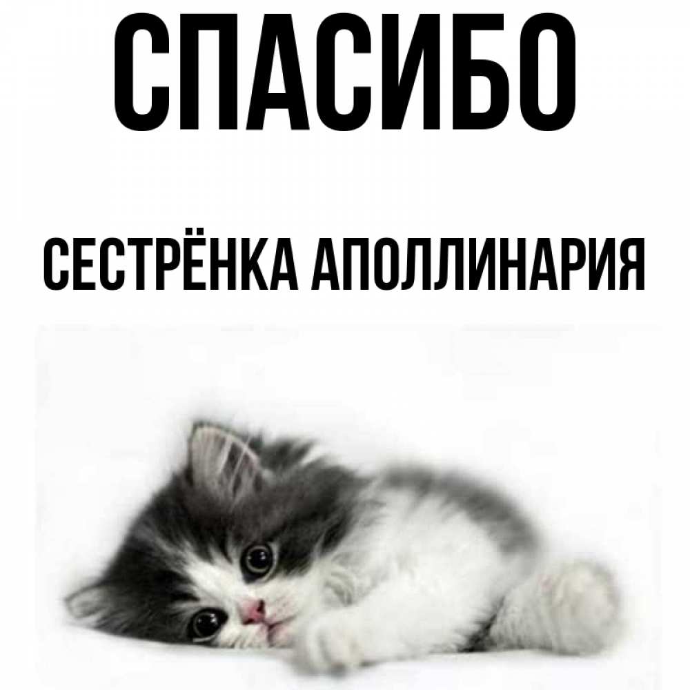 Открытка на каждый день с именем, Сестрёнка-Аполлинария Спасибо черный и белый кот Прикольная открытка с пожеланием онлайн скачать бесплатно 