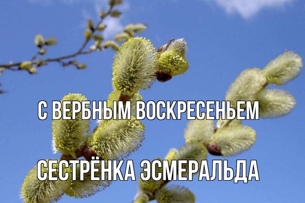 Открытка на каждый день с именем, Сестрёнка-Эсмеральда С вербным воскресеньем верба Прикольная открытка с пожеланием онлайн скачать бесплатно 