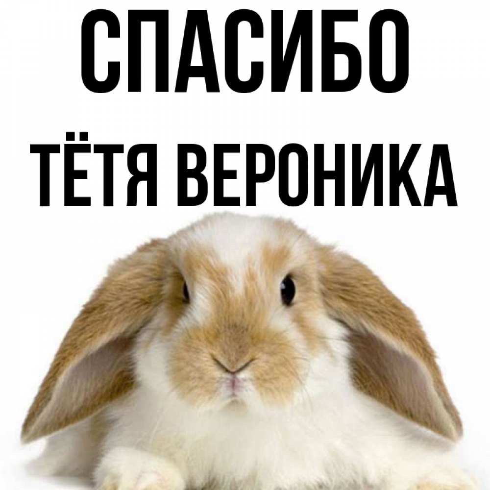Открытка на каждый день с именем, Тётя-Вероника Спасибо коричнево белый заяц Прикольная открытка с пожеланием онлайн скачать бесплатно 
