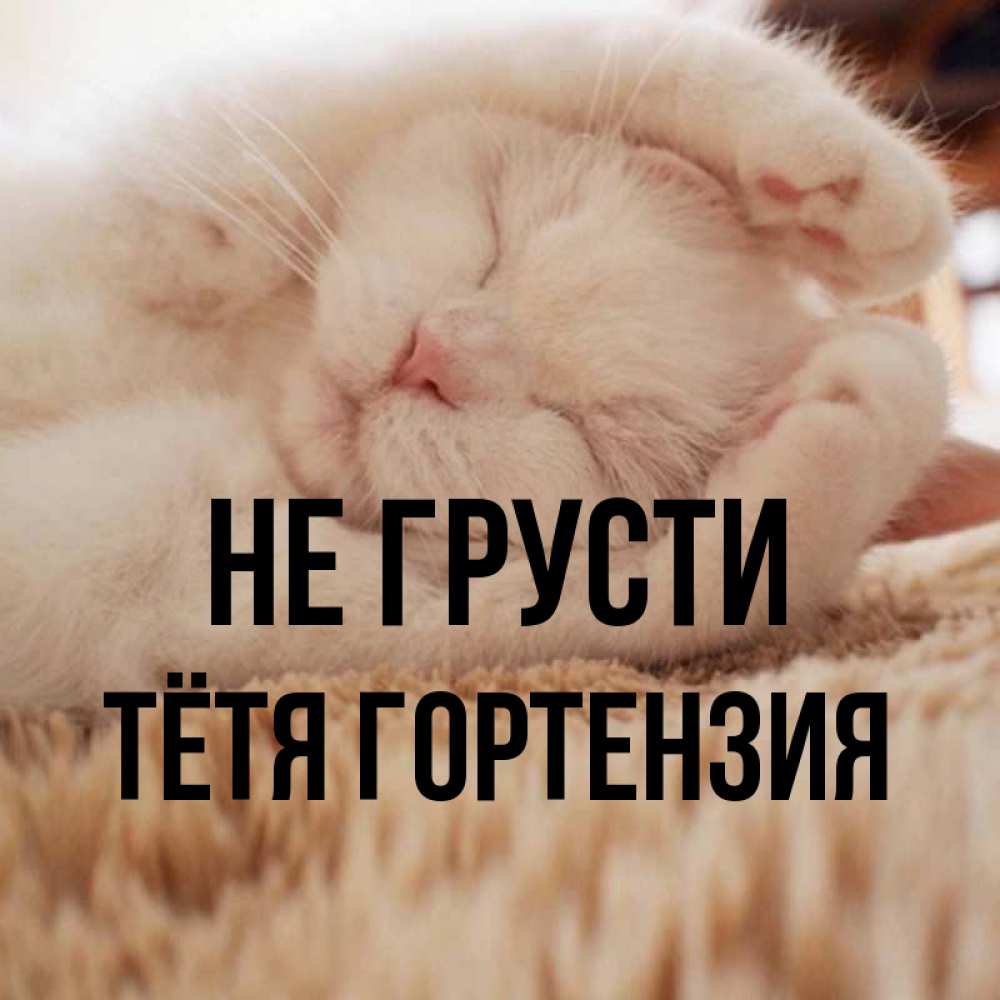 Открытка на каждый день с именем, Тётя-Гортензия Не грусти Котенок спит Прикольная открытка с пожеланием онлайн скачать бесплатно 