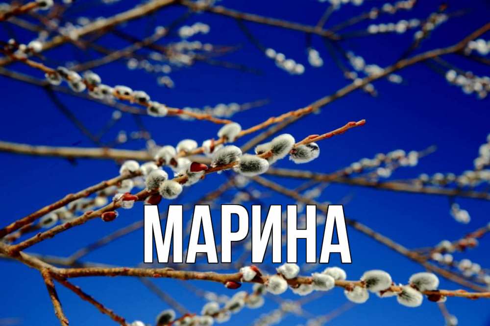 Открытка на каждый день с именем, Марина Главная верба Прикольная открытка с пожеланием онлайн скачать бесплатно 