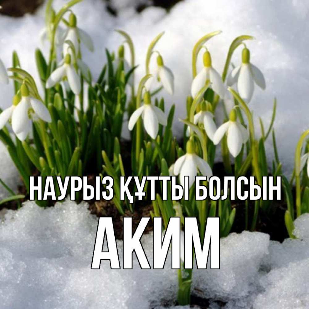 Открытка на каждый день с именем, Аким Наурыз құтты болсын цветы весенние Прикольная открытка с пожеланием онлайн скачать бесплатно 