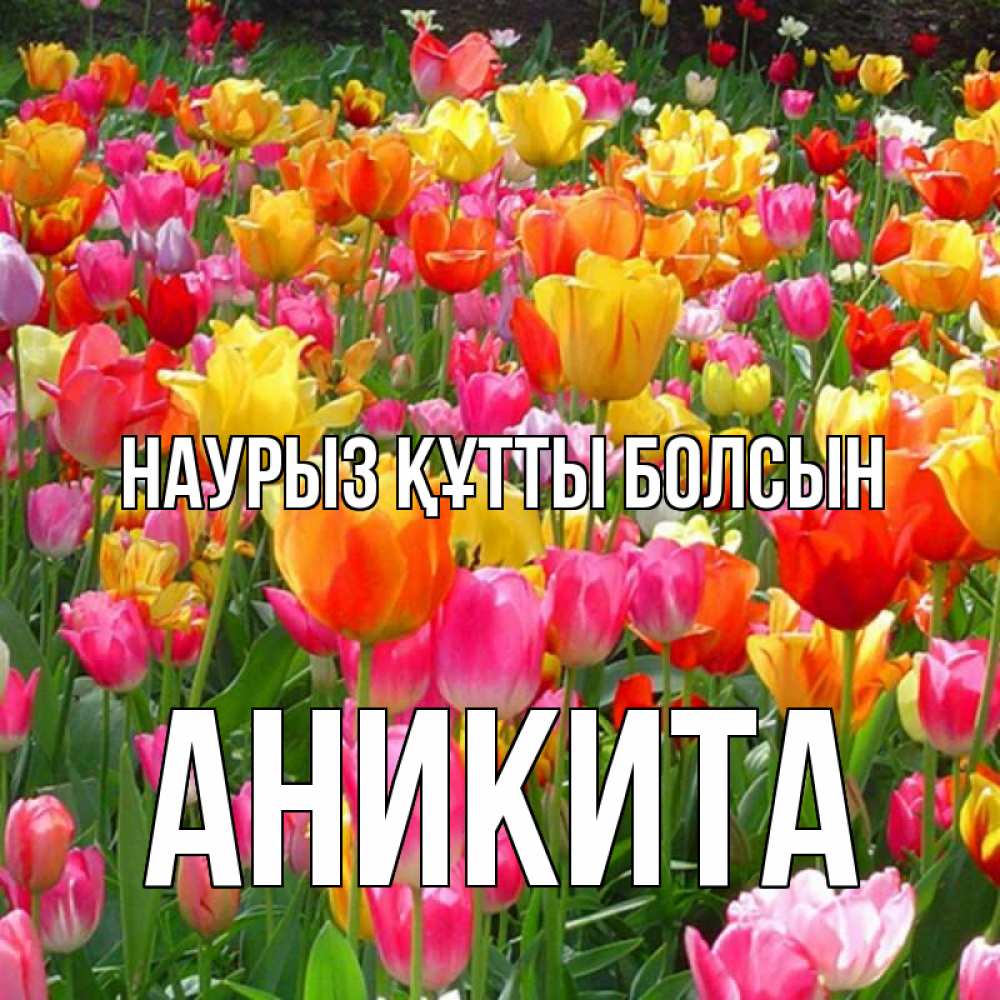 Открытка на каждый день с именем, Аникита Наурыз құтты болсын на наурыз  ура ура Прикольная открытка с пожеланием онлайн скачать бесплатно 