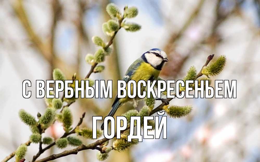 Открытка на каждый день с именем, Гордей С вербным воскресеньем верба Прикольная открытка с пожеланием онлайн скачать бесплатно 