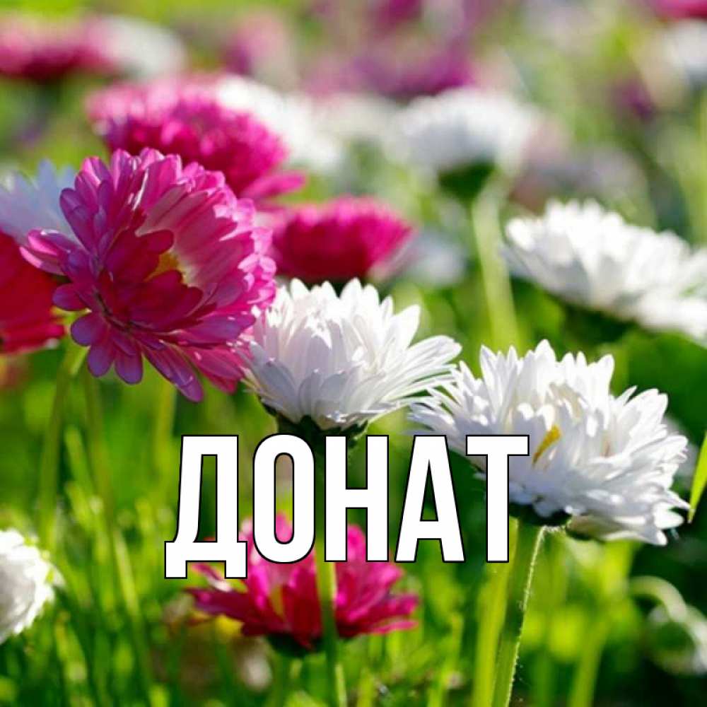 Открытка на каждый день с именем, Донат Главная международный женский день 1 Прикольная открытка с пожеланием онлайн скачать бесплатно 