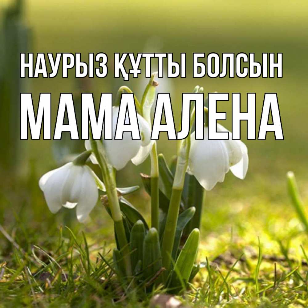Открытка на каждый день с именем, Мама-Алена Наурыз құтты болсын ранние цветы 2 Прикольная открытка с пожеланием онлайн скачать бесплатно 