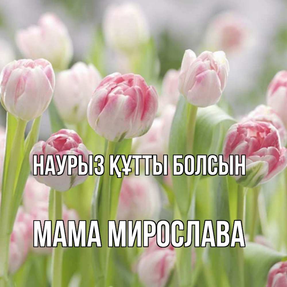 Открытка на каждый день с именем, Мама-Мирослава Наурыз құтты болсын цветы Прикольная открытка с пожеланием онлайн скачать бесплатно 
