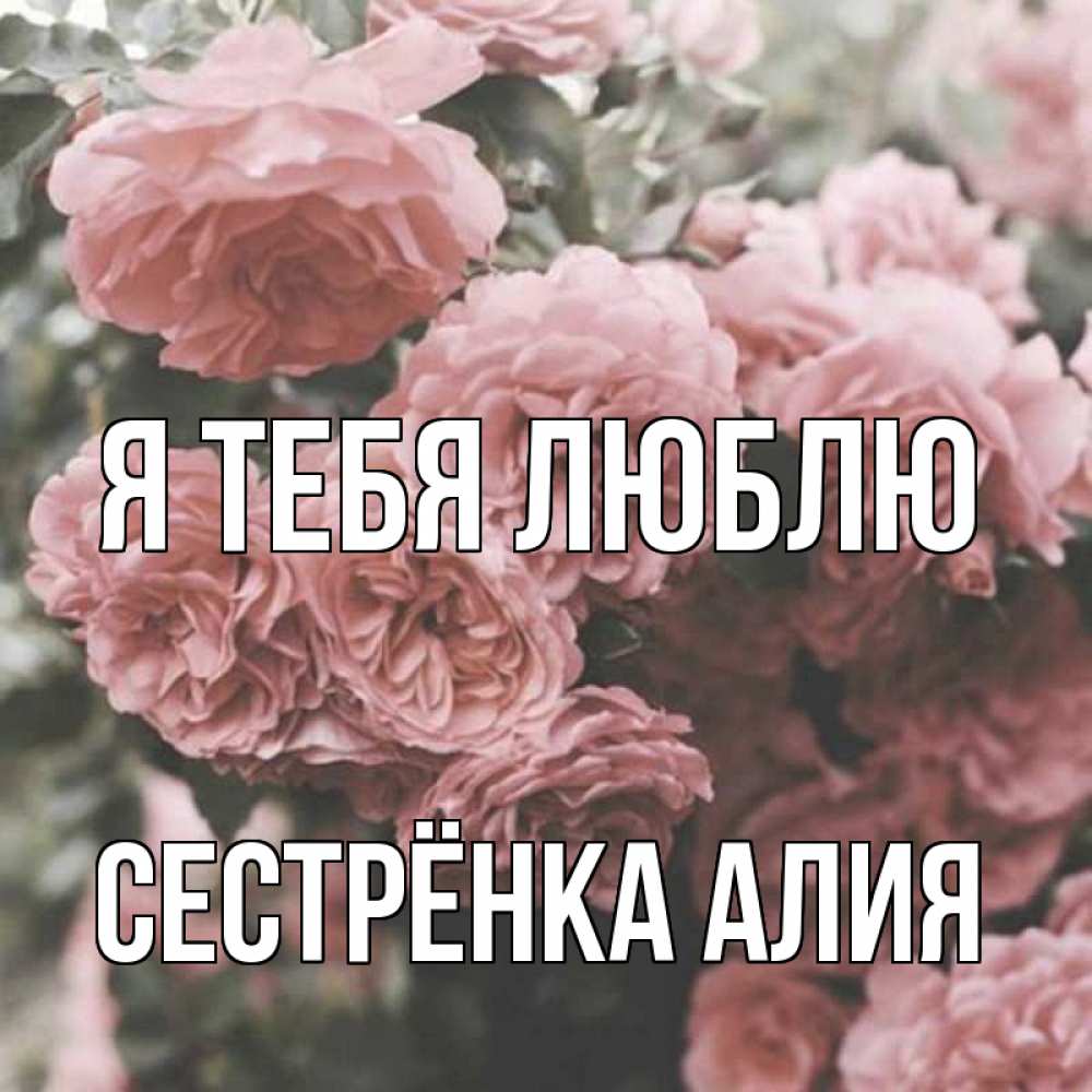 Открытка на каждый день с именем, Сестрёнка-Алия Я тебя люблю розы 3 Прикольная открытка с пожеланием онлайн скачать бесплатно 