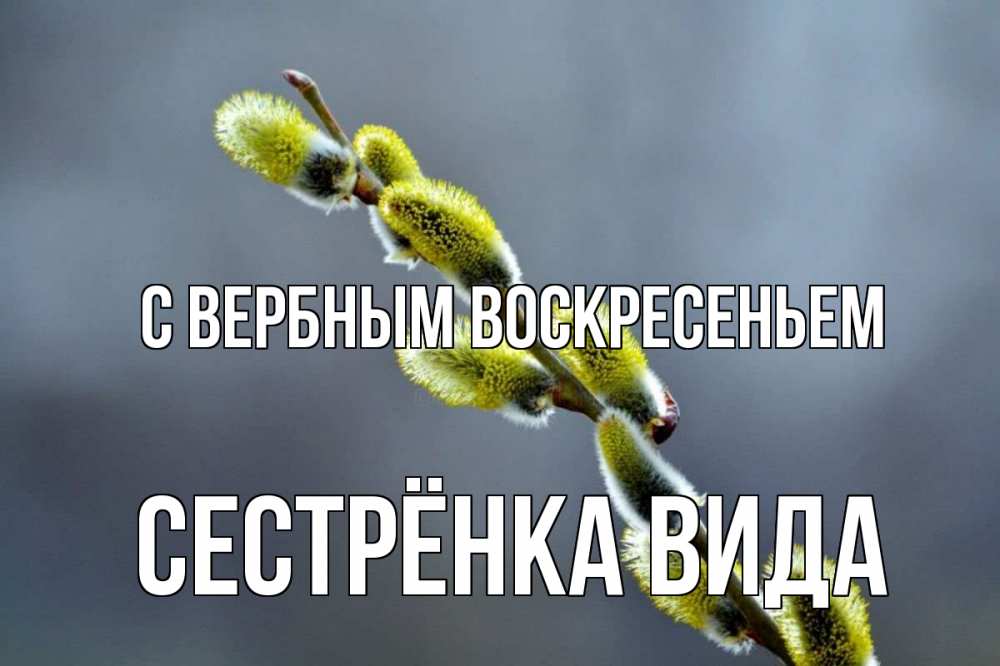 Открытка на каждый день с именем, Сестрёнка-Вида С вербным воскресеньем верба Прикольная открытка с пожеланием онлайн скачать бесплатно 