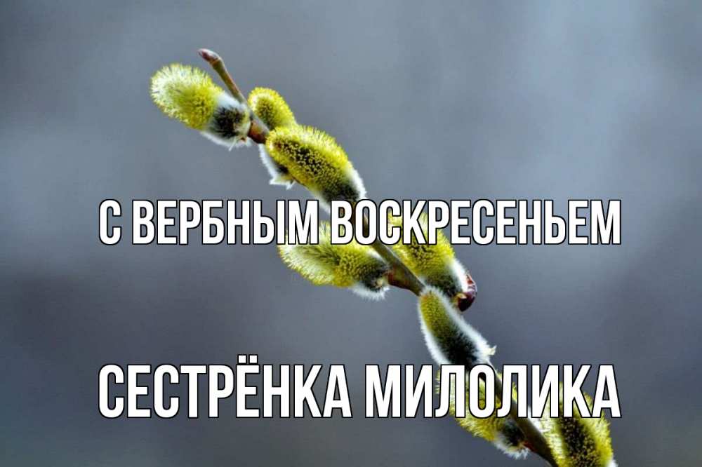 Открытка на каждый день с именем, Сестрёнка-Милолика С вербным воскресеньем верба Прикольная открытка с пожеланием онлайн скачать бесплатно 