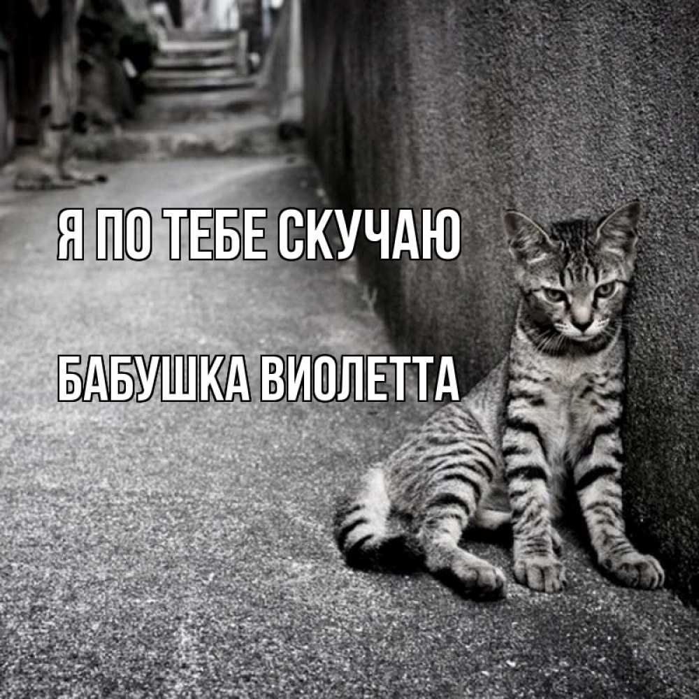Открытка на каждый день с именем, Бабушка-Виолетта Я по тебе скучаю одиноко котику Прикольная открытка с пожеланием онлайн скачать бесплатно 