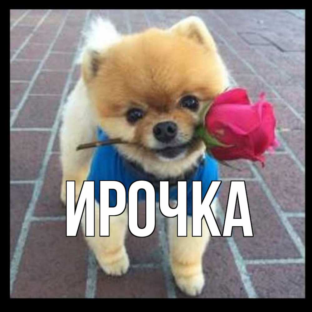 Картинка  с именем , ирочка