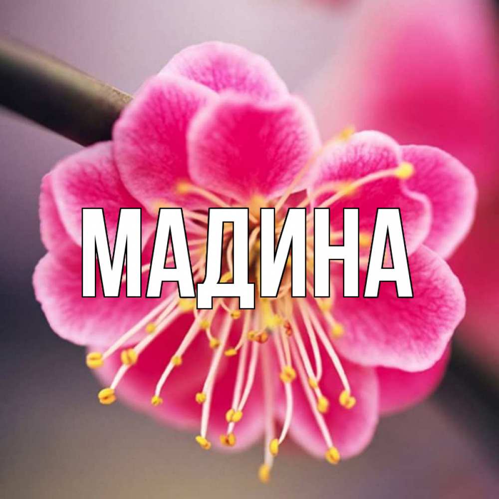 Картинки с именем мадина