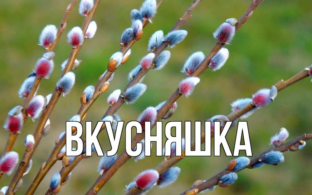 Открытка на каждый день с именем, Вкусняшка Главная верба Прикольная открытка с пожеланием онлайн скачать бесплатно 