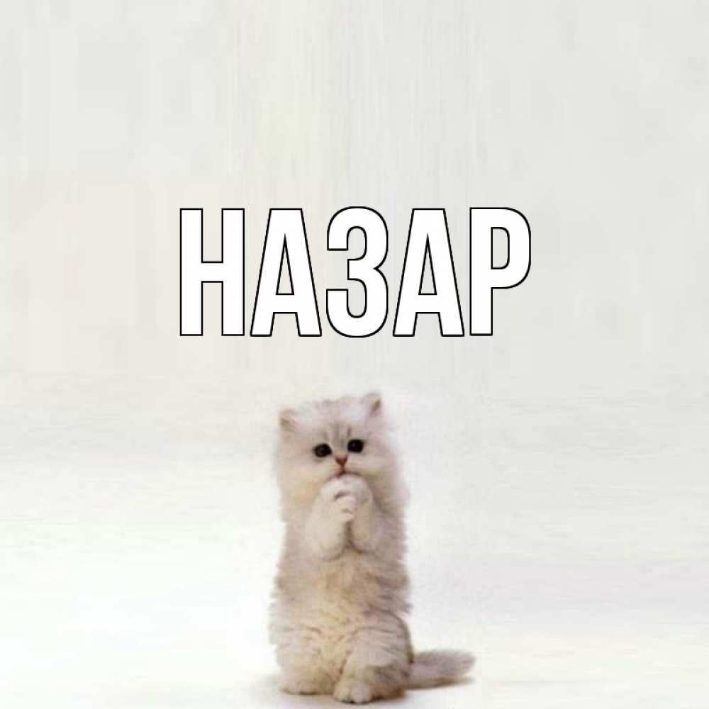 Открытка на каждый день с именем, Назар Главная кот стоит на задних лапах Прикольная открытка с пожеланием онлайн скачать бесплатно 