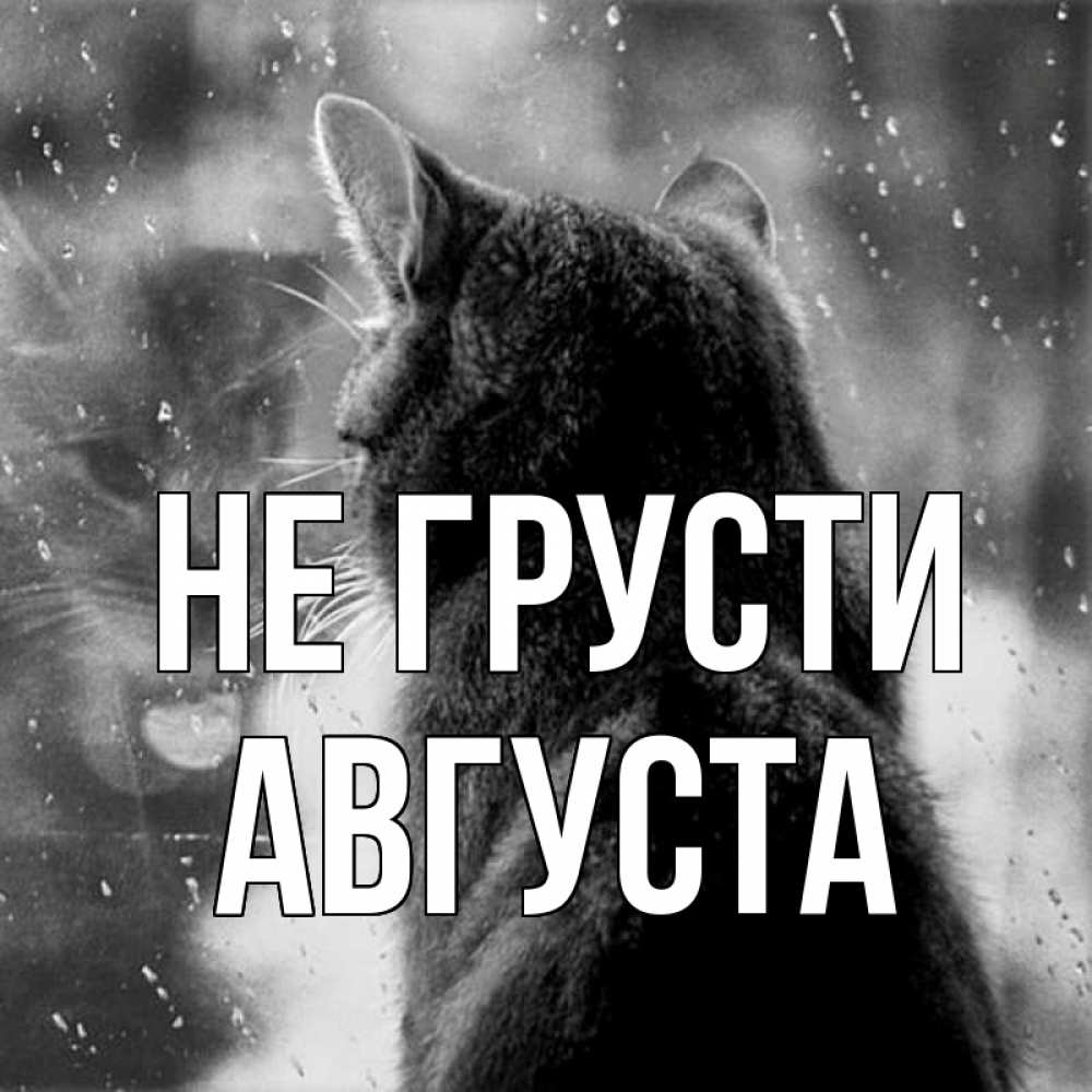 Открытка на каждый день с именем, Августа Не грусти отражение кота 1 Прикольная открытка с пожеланием онлайн скачать бесплатно 