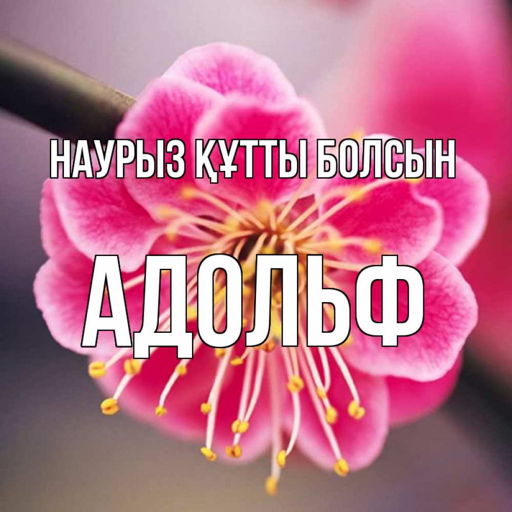 Открытка на каждый день с именем, Адольф Наурыз құтты болсын цветы Прикольная открытка с пожеланием онлайн скачать бесплатно 