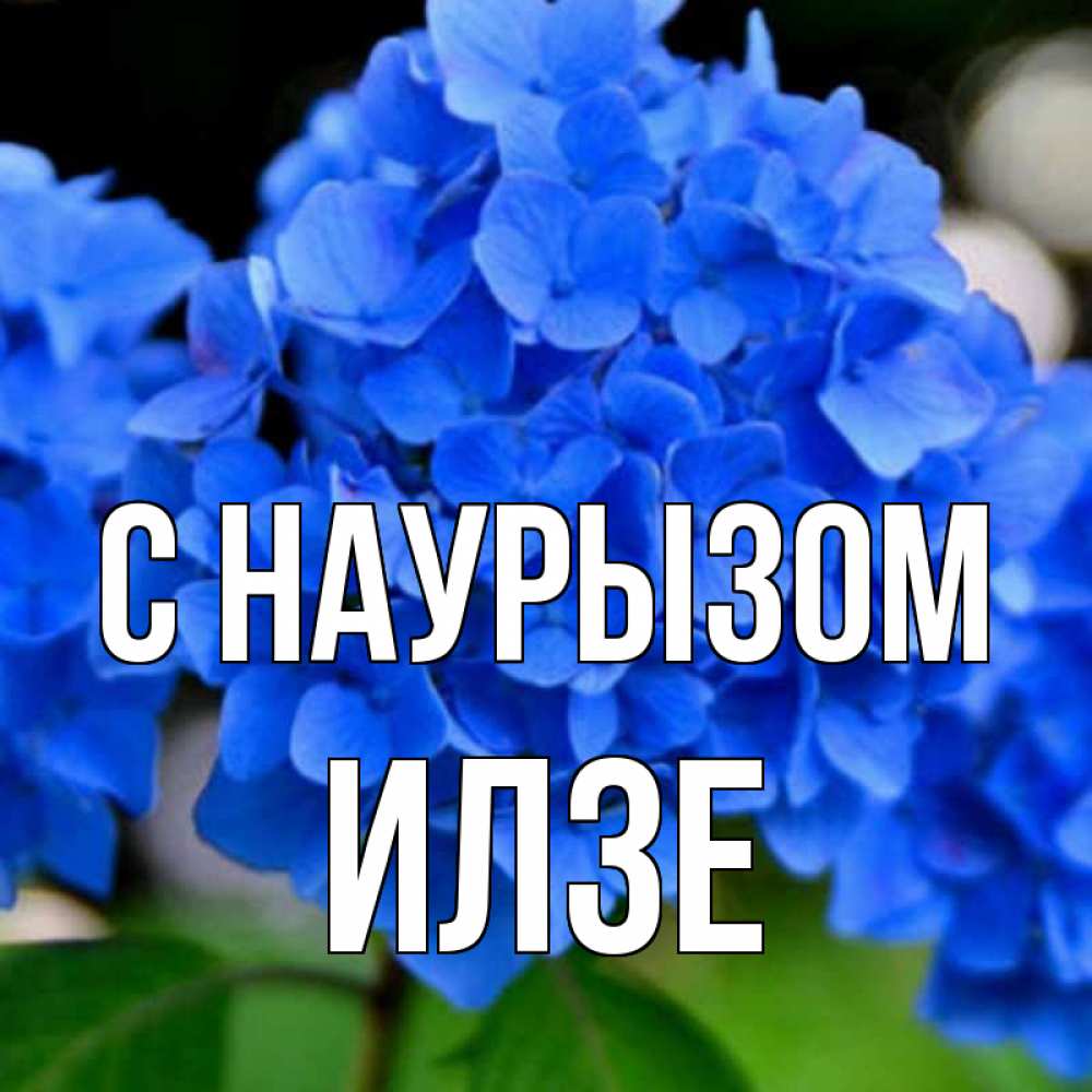 Открытка на каждый день с именем, Илзе С наурызом синие цветы Прикольная открытка с пожеланием онлайн скачать бесплатно 