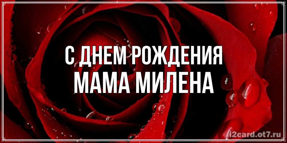 Открытка на каждый день с именем, Мама-Милена С днем рождения крупная бордовая роза Прикольная открытка с пожеланием онлайн скачать бесплатно 
