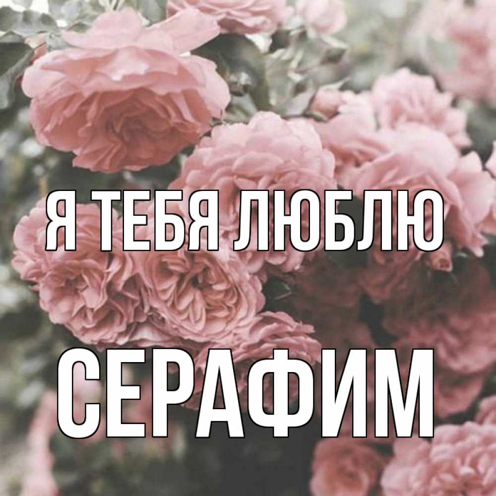 Открытка на каждый день с именем, Серафим Я тебя люблю розы 3 Прикольная открытка с пожеланием онлайн скачать бесплатно 